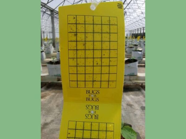 Sticky White Fly Traps - Image 2