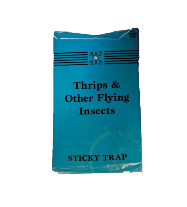 Thrips Fly Traps