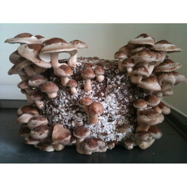 SHITAKE MUSHROOM KIT
