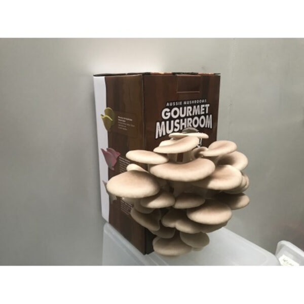 Tan Oyster Mushroom Kit